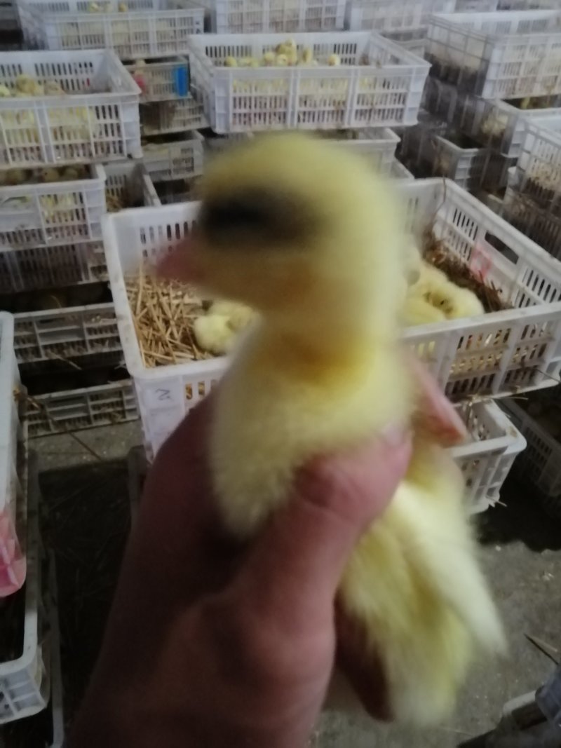 鹅蛋种蛋鹅苗三花鹅东北鹅泰州鹅