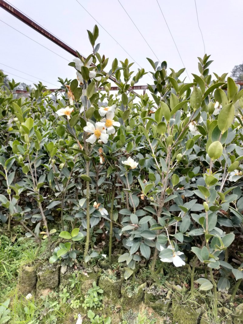 国家林业局力推大果高产湘林系列华硕，华鑫，华金，