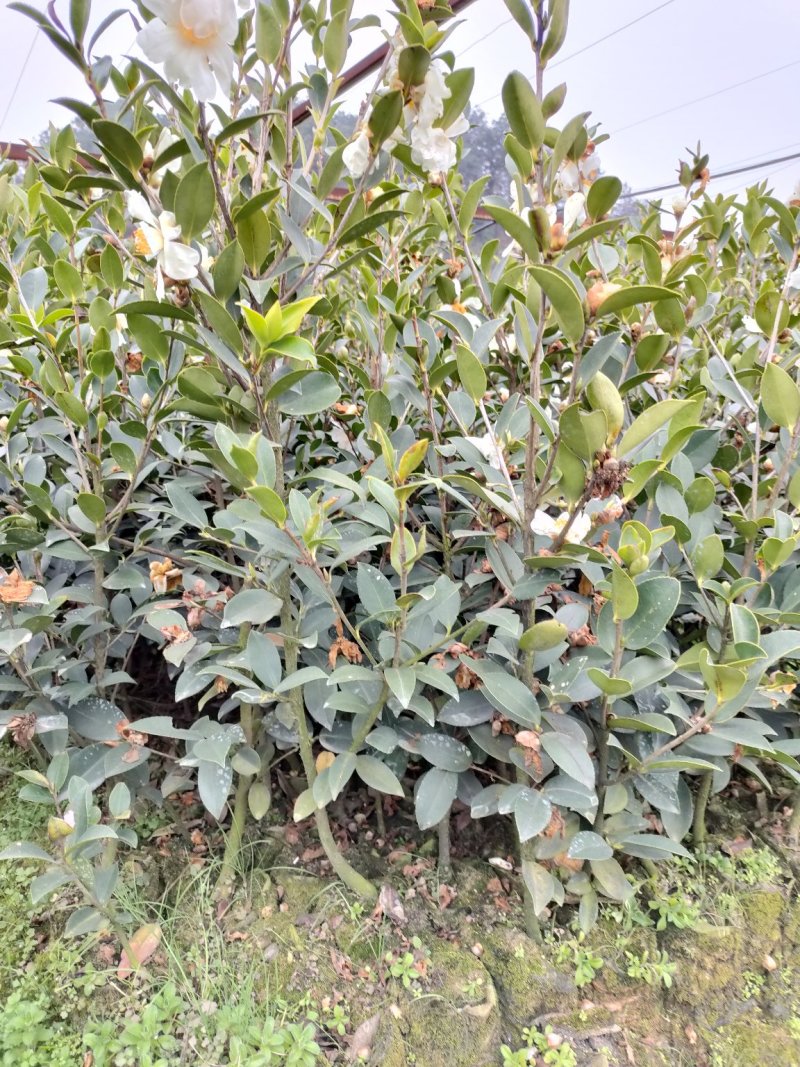 国家林业局力推大果高产湘林系列华硕，华鑫，华金，