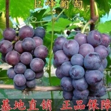 巨峰葡萄苗品种纯嫁接苗现挖发货易成活诚信商家包邮