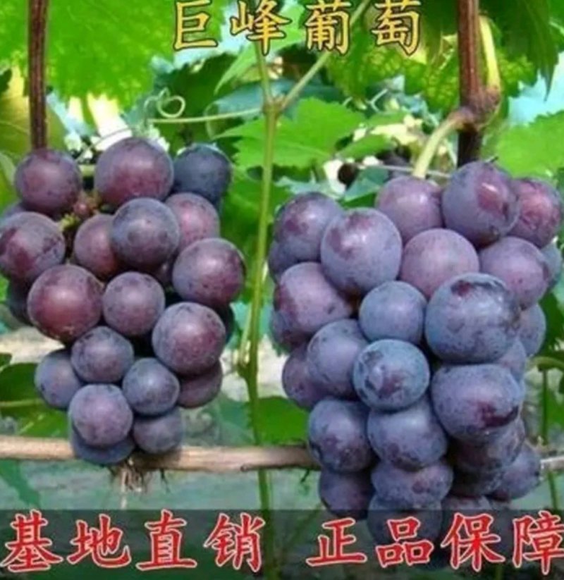 巨峰葡萄苗品种纯嫁接苗现挖发货易成活诚信商家包邮