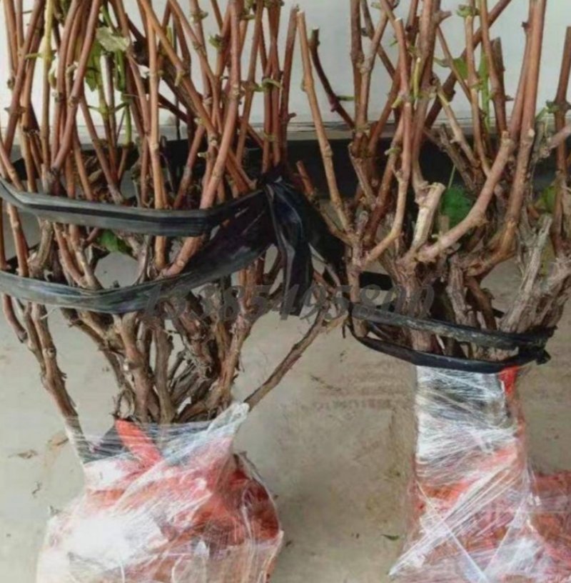 巨峰葡萄苗品种纯嫁接苗现挖发货易成活诚信商家包邮
