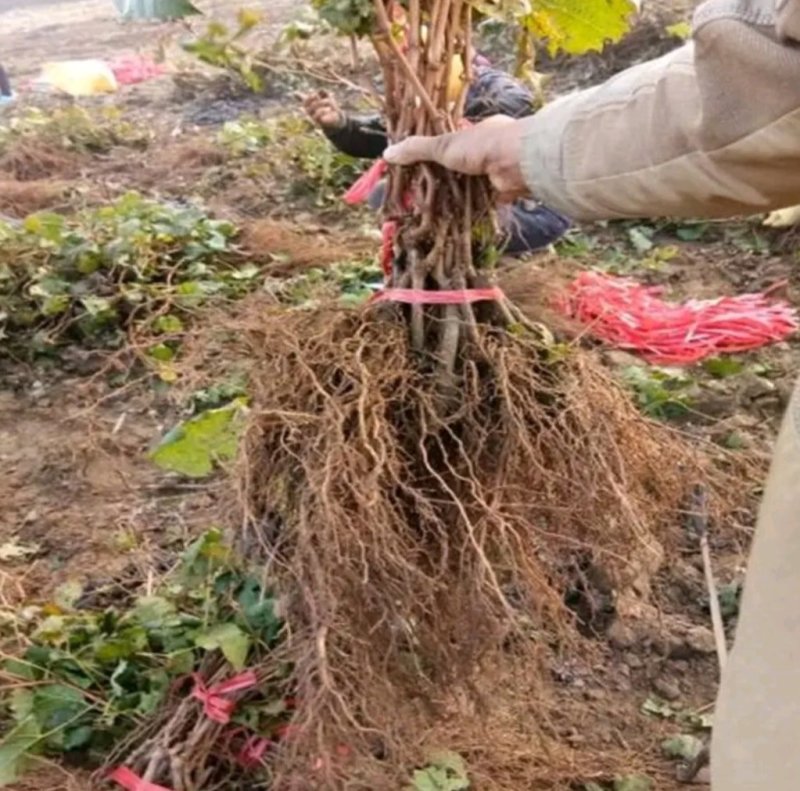 巨峰葡萄苗品种纯嫁接苗现挖发货易成活诚信商家包邮