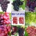 巨峰葡萄苗品种纯嫁接苗现挖发货易成活诚信商家包邮