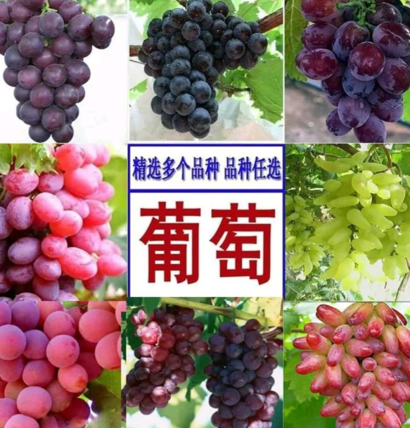 巨峰葡萄苗品种纯嫁接苗现挖发货易成活诚信商家包邮