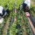 巨峰葡萄苗品种纯嫁接苗现挖发货易成活诚信商家包邮