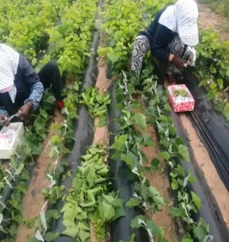 巨峰葡萄苗品种纯嫁接苗现挖发货易成活诚信商家包邮