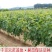 巨峰葡萄苗品种纯嫁接苗现挖发货易成活诚信商家包邮