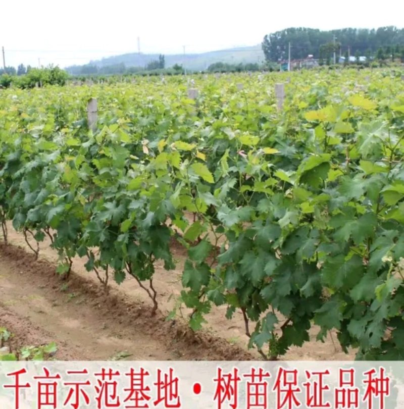 巨峰葡萄苗品种纯嫁接苗现挖发货易成活诚信商家包邮