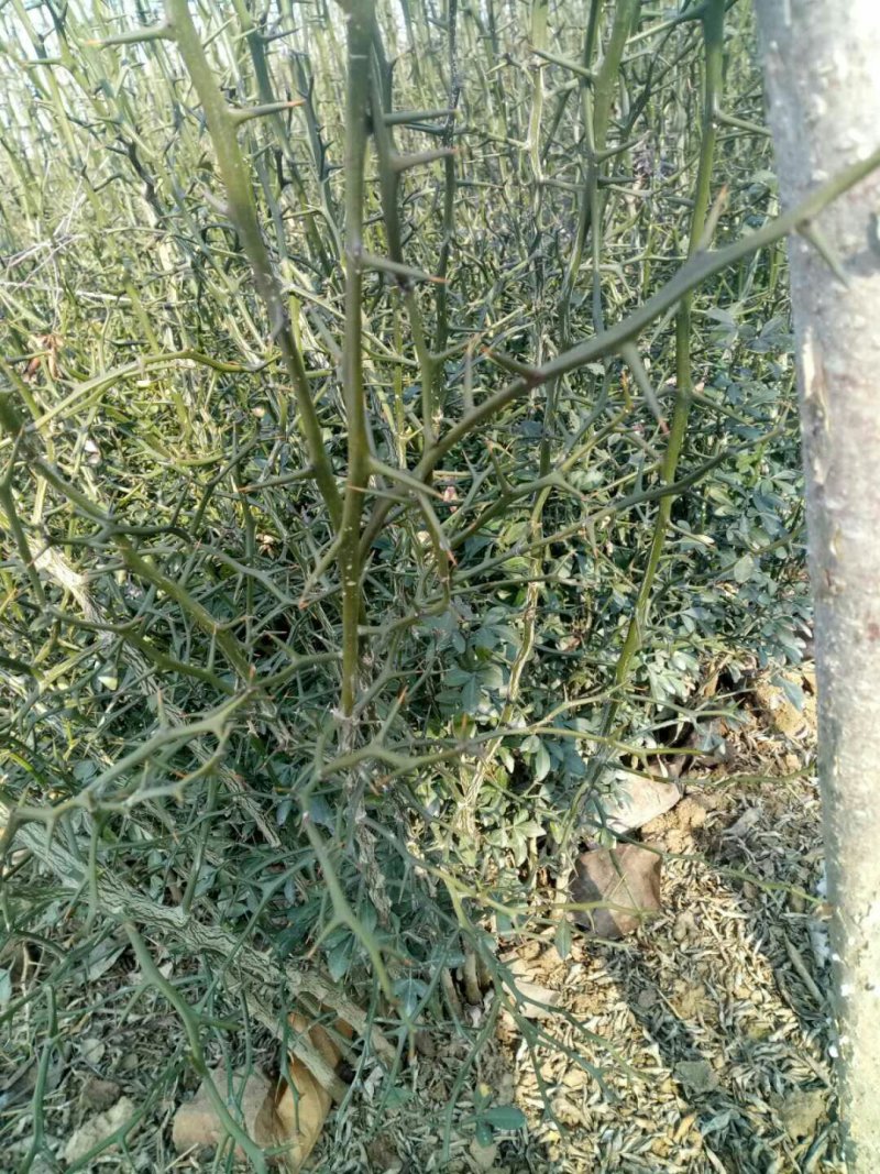 枸橘苗，封帐专用湫湫苗