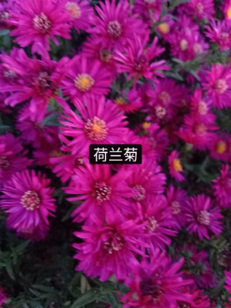绿化苗木