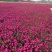 绿化苗木