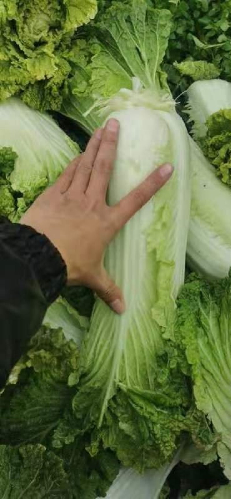长白菜