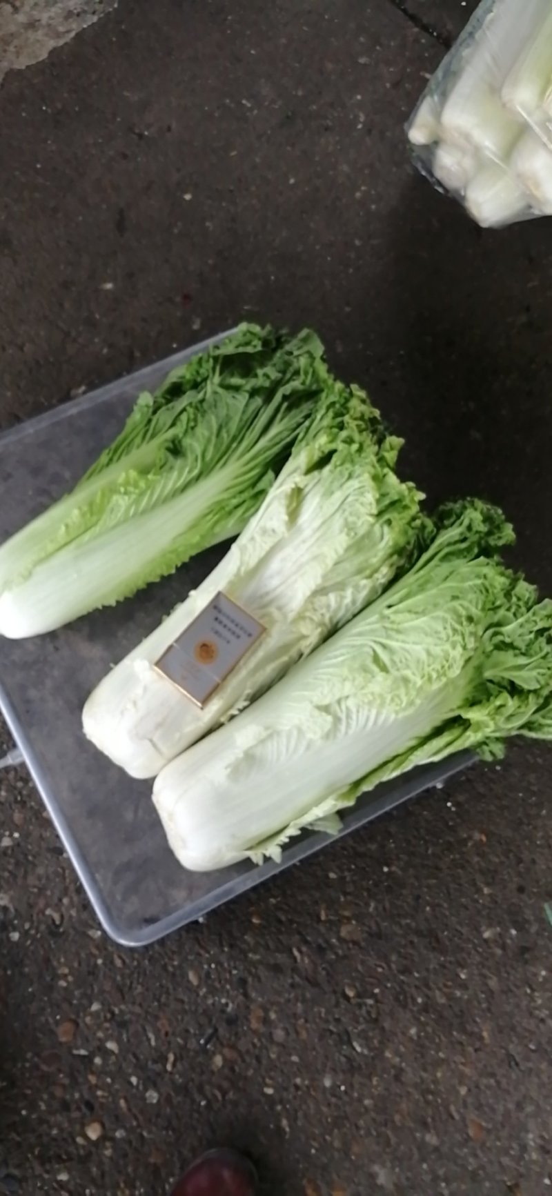 长白菜