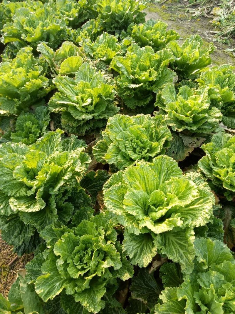 长白菜