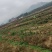 苗木种苗江西安福县陈山红心杉树苗，欢迎咨询下单