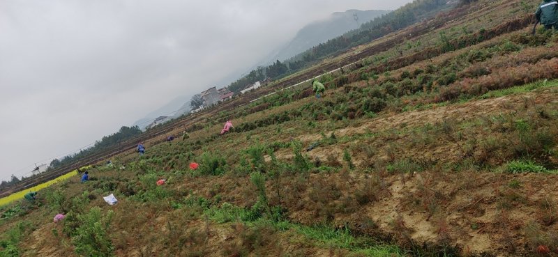 苗木种苗江西安福县陈山红心杉树苗，欢迎咨询下单