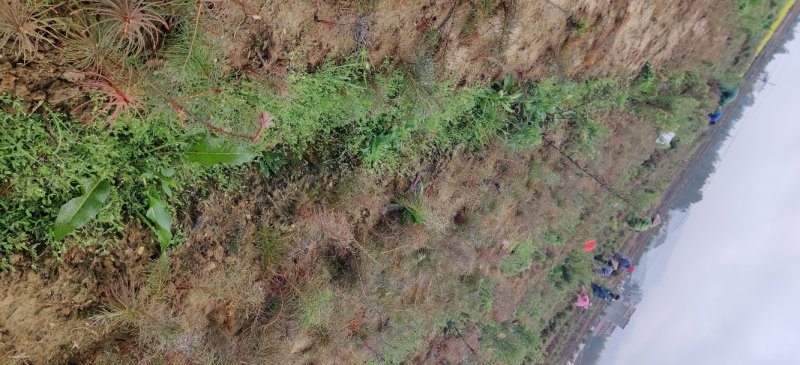 苗木种苗江西安福县陈山红心杉树苗，欢迎咨询下单