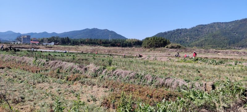 苗木种苗江西安福县陈山红心杉树苗，欢迎咨询下单