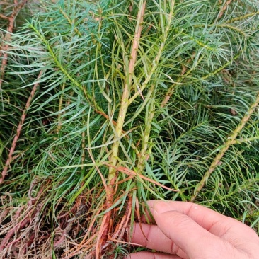 苗木种苗江西安福县陈山红心杉树苗，欢迎咨询下单