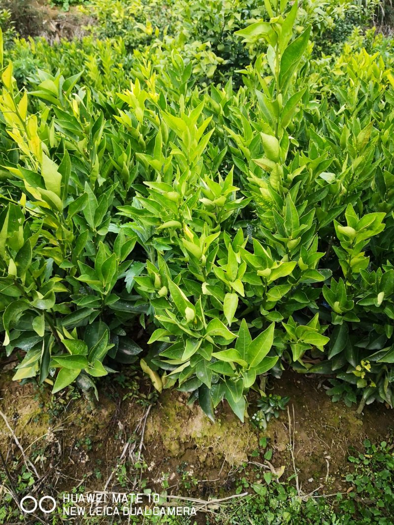 苗圃现挖纽荷尔脐橙苗品种纯正产量高免费指导种植技术