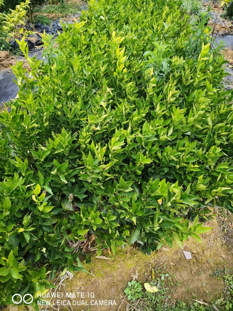 苗圃现挖纽荷尔脐橙苗品种纯正产量高免费指导种植技术