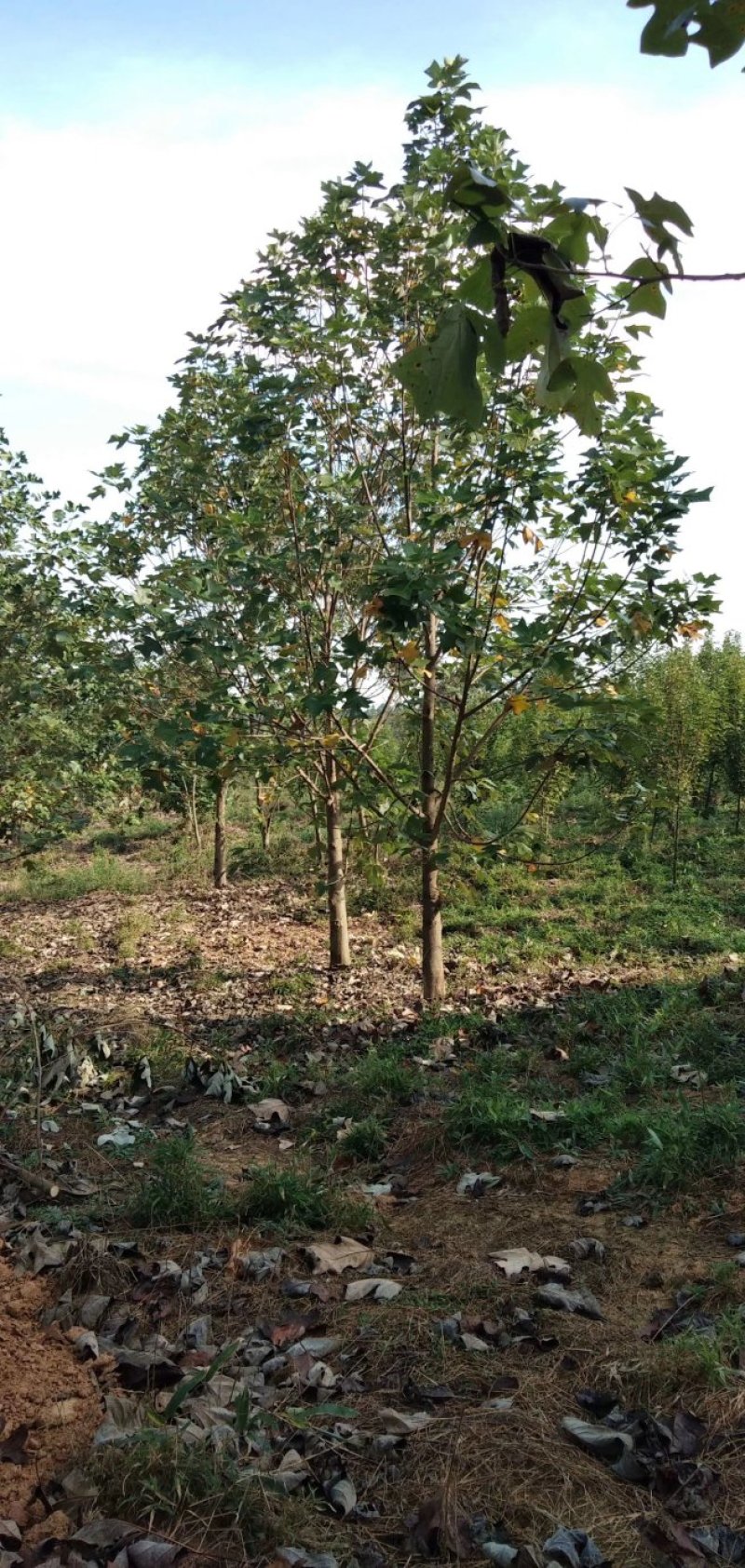 南京马褂木/基地8公分10公分14公分17公分马褂木价格