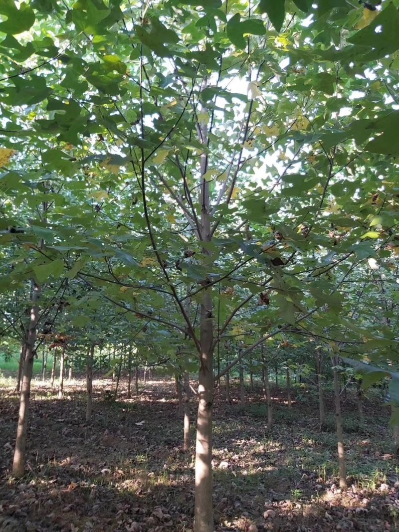 南京马褂木/基地8公分10公分14公分17公分马褂木价格