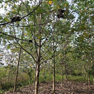 南京马褂木/基地8公分10公分14公分17公分马褂木价格