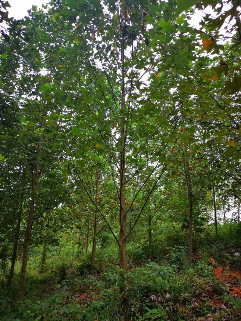 南京马褂木/基地8公分10公分14公分17公分马褂木价格