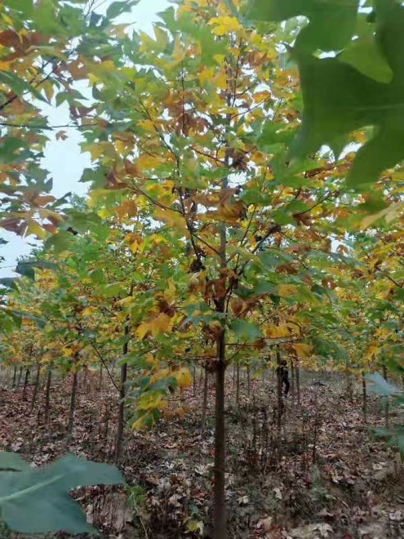南京马褂木/基地8公分10公分14公分17公分马褂木价格