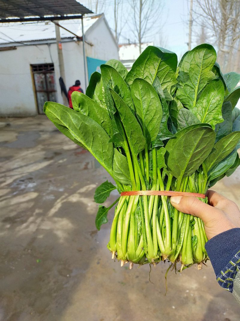 菠菜❤️❤️❤️，山东惠民万亩菠菜基地！