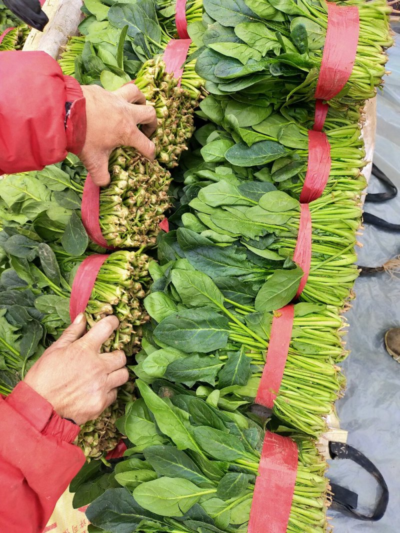 菠菜❤️❤️❤️，山东惠民万亩菠菜基地！