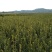 油茶树