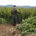 油茶树