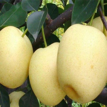 黄冠梨树苗