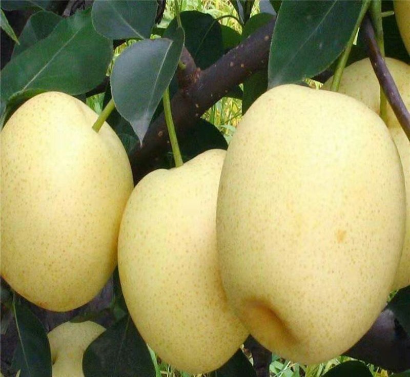 黄冠梨树苗