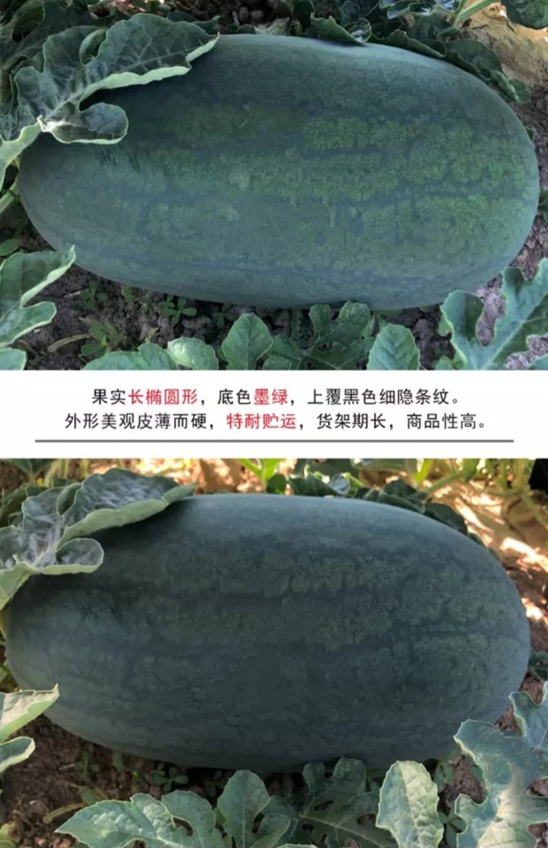 黑美人超甜礼品西瓜种子