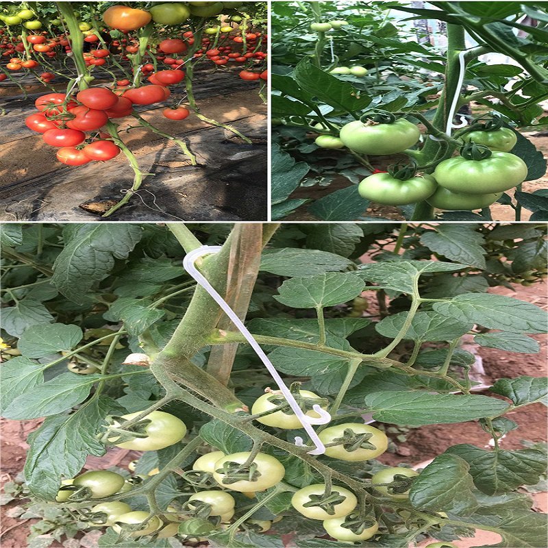 厂家直销大棚吊蔓绳西红柿吊秧绳黄瓜丝瓜吊绳辣椒茄子绑蔓夹