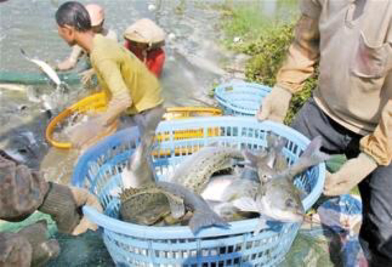 600-1000克开背白蕉海鲈鱼真空包装肉嫩滑弹牙