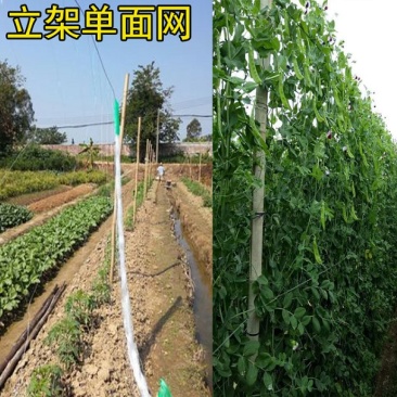 厂家直销黄瓜爬藤网豆角丝瓜苦瓜网吊瓜攀爬网吊秧绳吊秧夹