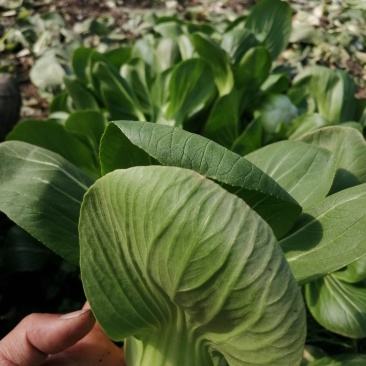 小青菜青梗小青菜上海青