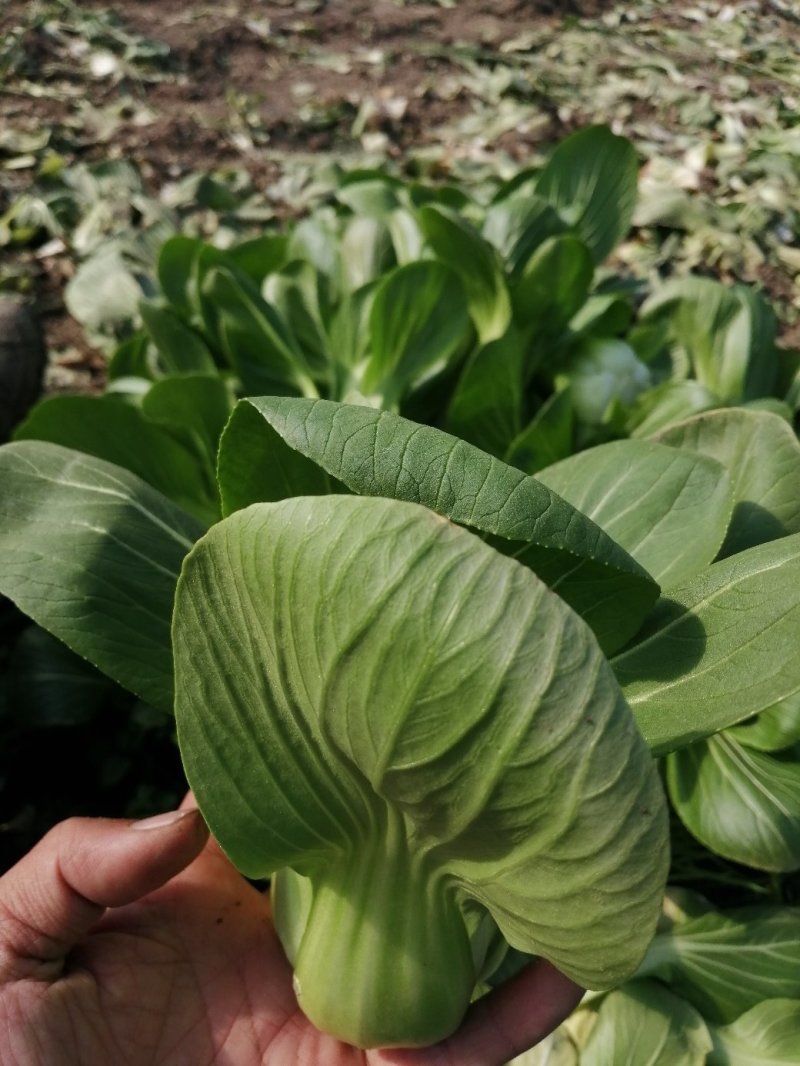 小青菜青梗小青菜上海青