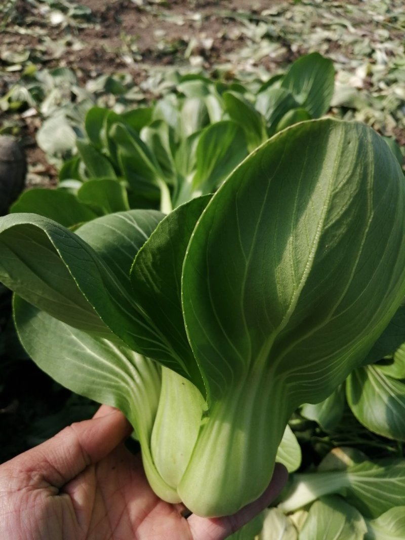 小青菜青梗小青菜上海青