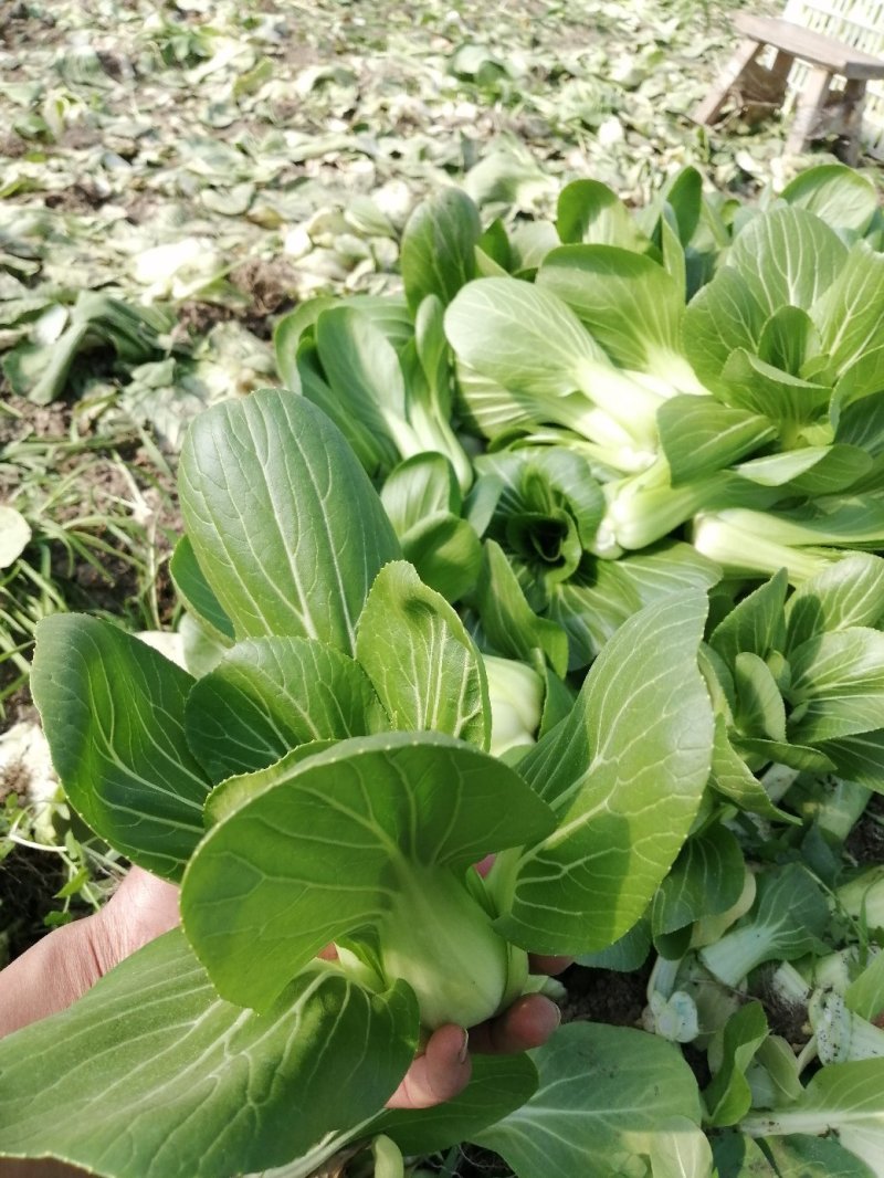 小青菜青梗小青菜上海青