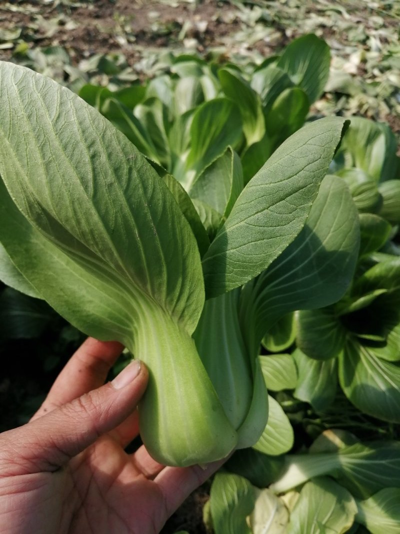 小青菜青梗小青菜上海青