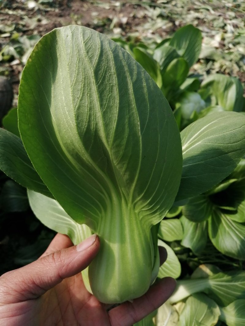 小青菜青梗小青菜上海青