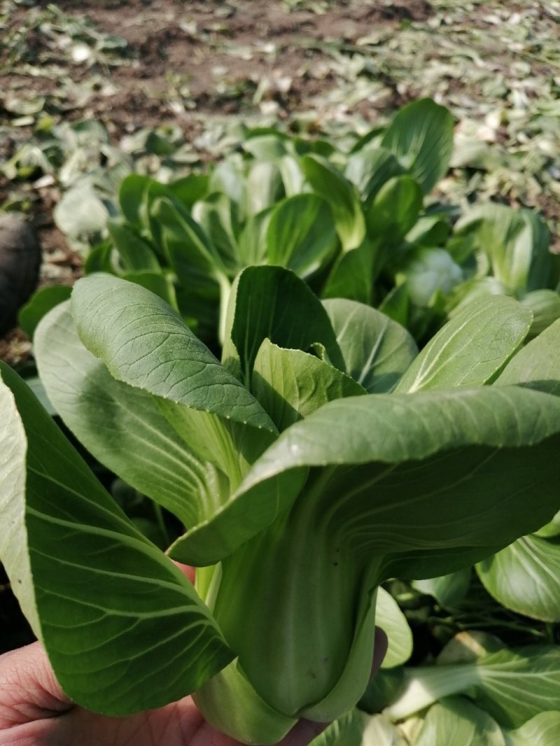 小青菜青梗小青菜上海青