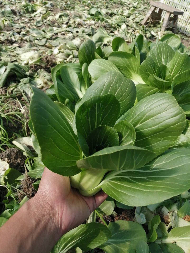 小青菜青梗小青菜上海青