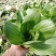 小青菜青梗小青菜上海青